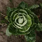 Dom wakacyjny Vakantiehuisjes Theodorus En Josephine - Landgoed Heerdeberg- Maastricht *