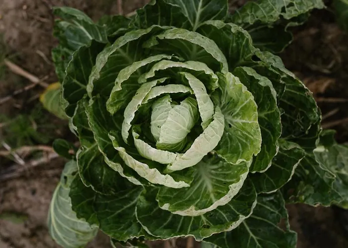 בית נופש Vakantiehuisjes Theodorus En Josephine - Landgoed Heerdeberg- Maastricht *